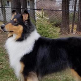 Collies from Blackmoor collies