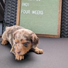 Clover - Dapple female Dachshund puppy in Indianapolis, Indiana from Englehaus Dachshunds