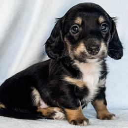 Brachiosaurus - Black and cream female Dachshund puppy in Winamac, Indiana from WZ Kennels