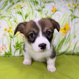 CRYSTAL - Sable female Pembroke Welsh Corgi puppy in Ritzville, Washington from Sapphire Iris Corgis