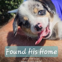 Cosmos - Blue merle and white male American Corgi puppy in Boise, Idaho from Porter Creek Corgis