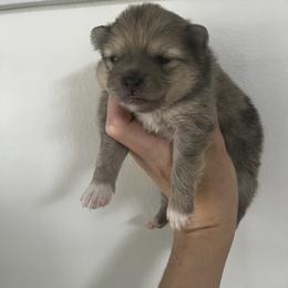 Pomeranian Puppies from Divine Valley Poms