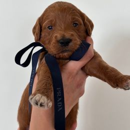 OLIVE - Apricot male Goldendoodle puppy in Independence, Oregon from Ankeny Doodles