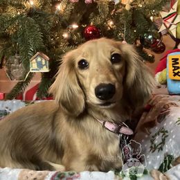 Paisley - Dachshund