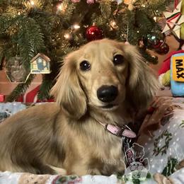 Paisley - Dachshund