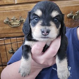 Boy 3 - Black and cream male Dachshund puppy in Willcox, Arizona from Tootsie's Tiny Toes