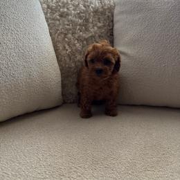 Scarlet - Red  female Poodle puppy in California from Bri’s Toy Poodles