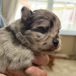 Chihuahuas, Companion Crosses, and Pomeranians from Heartland Pomeranians and Chihuahuas