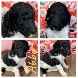 Poodle Puppies from Wonderland Kennel