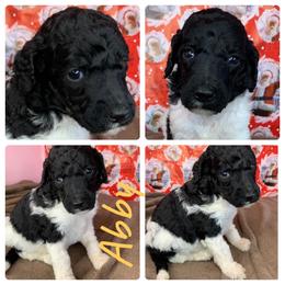 Poodle Puppies from Wonderland Kennel