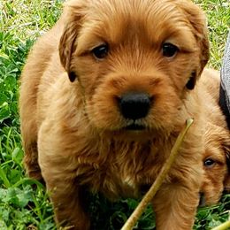 Golden Retriever Puppies from Carmel Bliss Golden Retrievers LLC