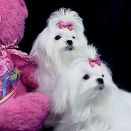 Boujee Girl 2 - White female Maltese puppy in Arab, Alabama from Always Maltese