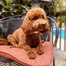 Penny - Goldendoodle