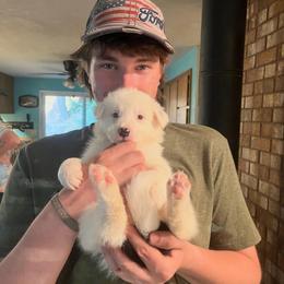 Savanna - Black and white female Border Collie puppy in Lebanon, Oregon from Cahill’s Canines