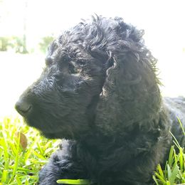 Goldendoodle, Labradoodle, and Poodle Puppies from Mississippi Retrievers