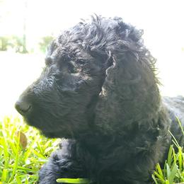 Goldendoodle, Labradoodle, and Poodle Puppies from Mississippi Retrievers