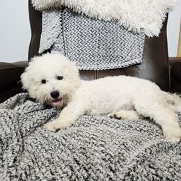 Indie - White female Bichon Frise puppy in Pickens, South Carolina from Beloved Bichon