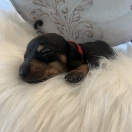 Cashew - Black and tan female Dachshund puppy in Scottsdale, Arizona from AZ DESERT DACHSHUNDS