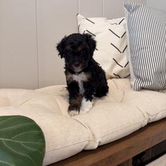Max - Black tri-color male Aussiedoodle puppy in Tryon, North Carolina from Melrose Mountain Farm