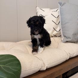 Max - Black tri-color male Aussiedoodle puppy in Tryon, North Carolina from Melrose Mountain Farm
