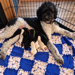 Male 2 - Parti male Goldendoodle puppy in Rainier, Washington from Hanson’s NW Goldens & Doodles