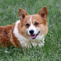 Clutch - Pembroke Welsh Corgi
