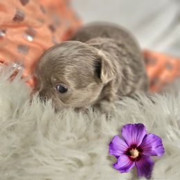 AKC lilac girl - Silver Chihuahua puppy in Brooklyn, New York from Nadezhda's Chihuahuas
