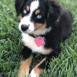 Miniature Australian Shepherd, Shih Tzu, and Toy Australian Shepherd Puppies from River Springs Aussies