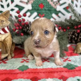 Miracle - Brindle merle and white female American Corgi puppy in Waskom, Texas from Piney Woods Corgis