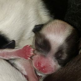 Trick - Blue merle female Pomeranian puppy in Weatherford, Texas from Jeweled Poms