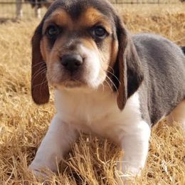 Beagles from Milissa's Beagles