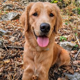 Autumn - Golden Retriever