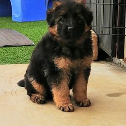 German Shepherd Puppies from vom Glock