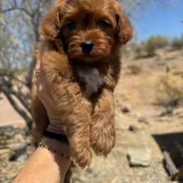 Benedict - Red  male Goldendoodle puppy in Goodyear, Arizona from GAMMIE’S DOODLES