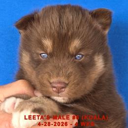LEETA'S MALE 6 - Red and white male Siberian Husky puppy in Manilla, Iowa from Bruck's Siberian Huskies