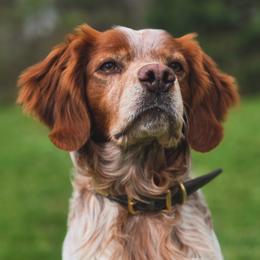 Pax - French Brittany