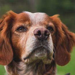 Pax - French Brittany