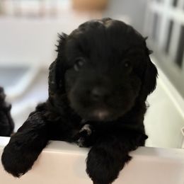 Aussiedoodle Puppies from Just Wright Doodles