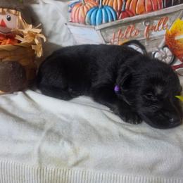 Purple Collar Female - Black and silver female German Shepherd puppy in Cadet, Missouri from Working Valley Shepherds