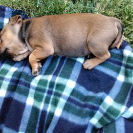 Staffordshire Bull Terrier Puppies from Bold Play Staffords