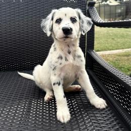 Alocasia - LUA long coat - White and black female Dalmatian puppy in Jefferson, Georgia from Spotted Jewels Dalmatians