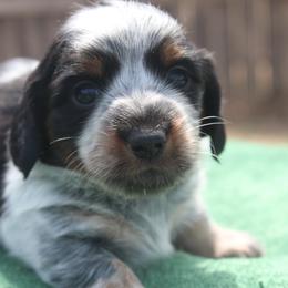 Baxter - Piebald male Dachshund puppy in Windsor, Colorado from Murry’s minis