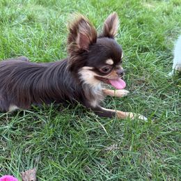 Bruno - Chihuahua