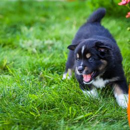 Australian Shepherd and Miniature Australian Shepherd Puppies from Black Hills Aussies