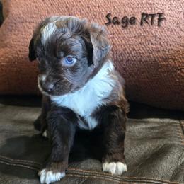 Sage - Red tri female Miniature Australian Shepherd puppy in Paris, Texas from Blue Envy Mini Aussies