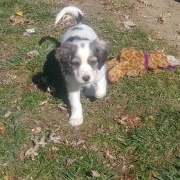Companion Cross Puppies from Mandala Dogs