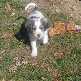 Companion Cross Puppies from Mandala Dogs