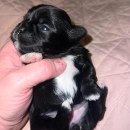 Four white paws - Black and white female Shih Tzu puppy in Citrus Heights, California from The Lion dog Shih Tzu