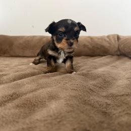 Scout - Chocolate, tan and white male Yorkshire Terrier puppy in Elk Ridge, Utah from Janita's Yorkshire Terriers