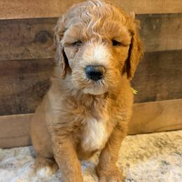 Light Green Boy - Red  male Goldendoodle puppy in San Augustine, Texas from Vintage Doodles